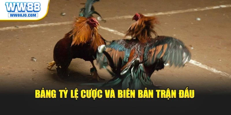 Bảng tỷ lệ cược và biên bản trận đấu