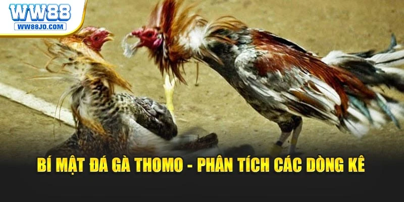 Bí mật đá gà thomo - Phân tích các dòng kê