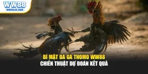Bí Mật Đá Gà Thomo WW88 – Chiến Thuật Dự Đoán Kết Quả