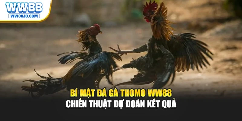 Bí Mật Đá Gà Thomo WW88 – Chiến Thuật Dự Đoán Kết Quả