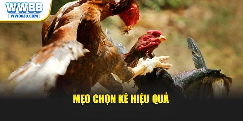 Mẹo chọn kê hiệu quả
