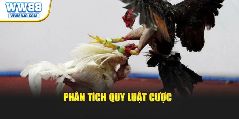 Phân tích quy luật cược 