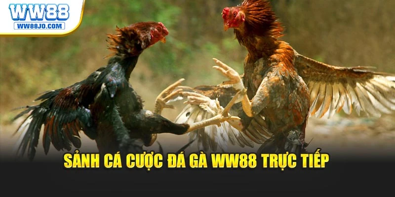 Sảnh cá cược đá gà WW88 trực tiếp