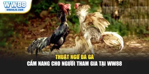 Thuật Ngữ Đá Gà – Cẩm Nang Cho Người Tham Gia Tại WW88