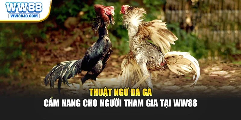 Thuật Ngữ Đá Gà – Cẩm Nang Cho Người Tham Gia Tại WW88